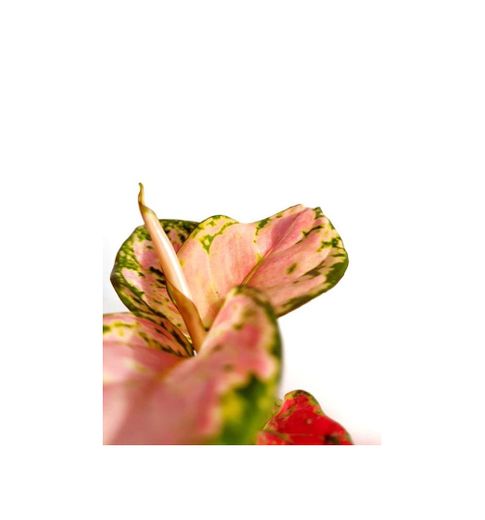 Aglaonema Pink – Plantitas Jaya