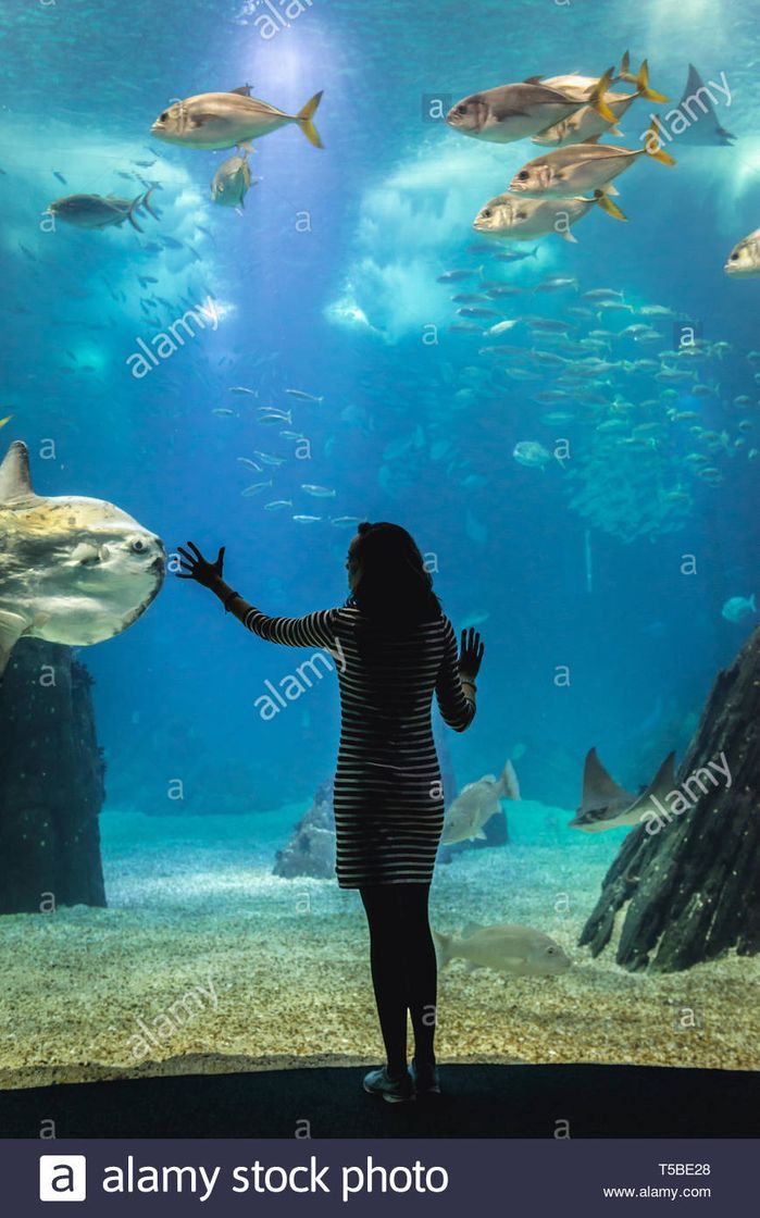 Lugar Oceanario de Lisboa