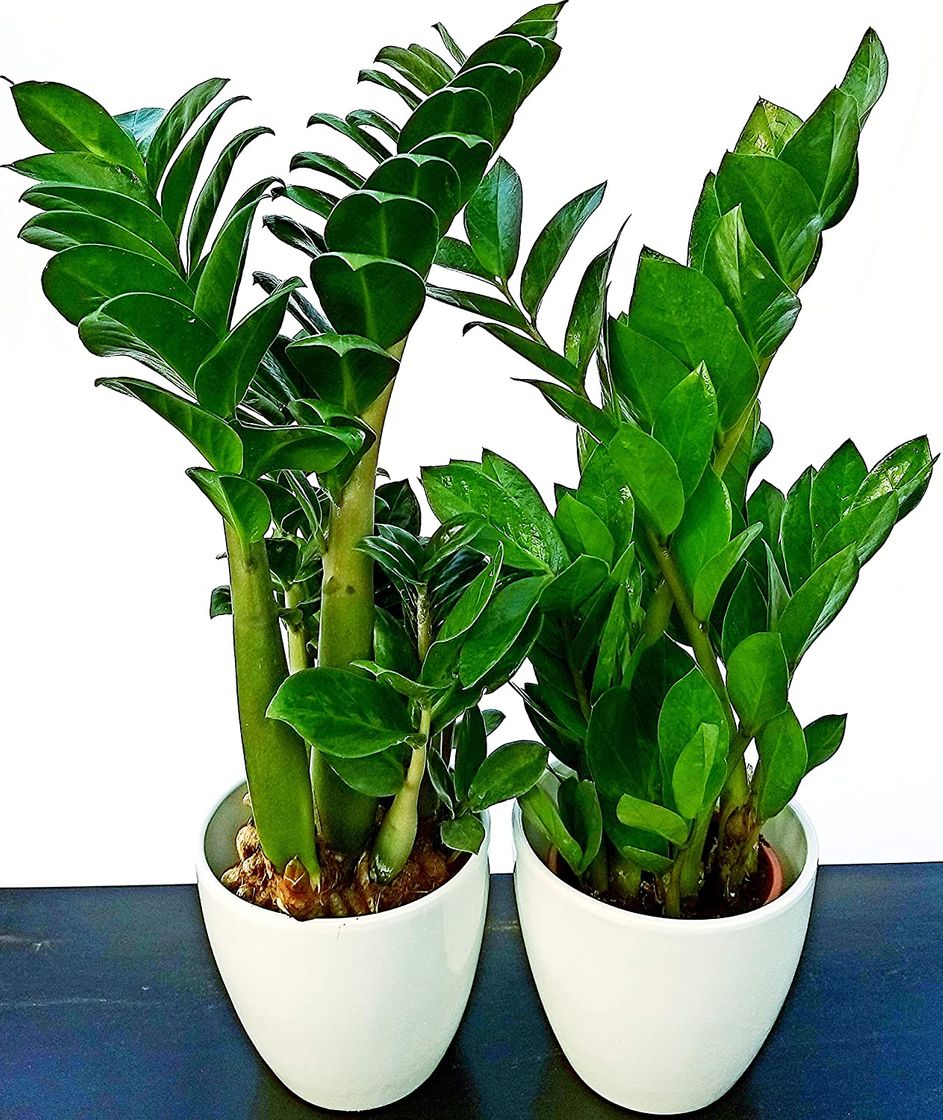 Products Plantas de interior - Para la casa o la oficina - Zamioculcas