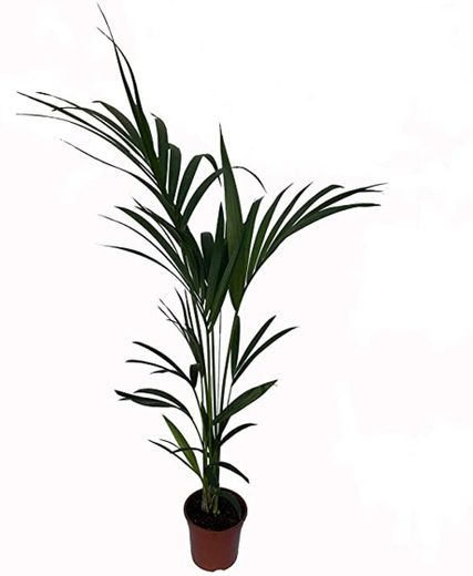 Kentia - Palmera de interior - Maceta 19cm. - Altura aprox.1,10m. -