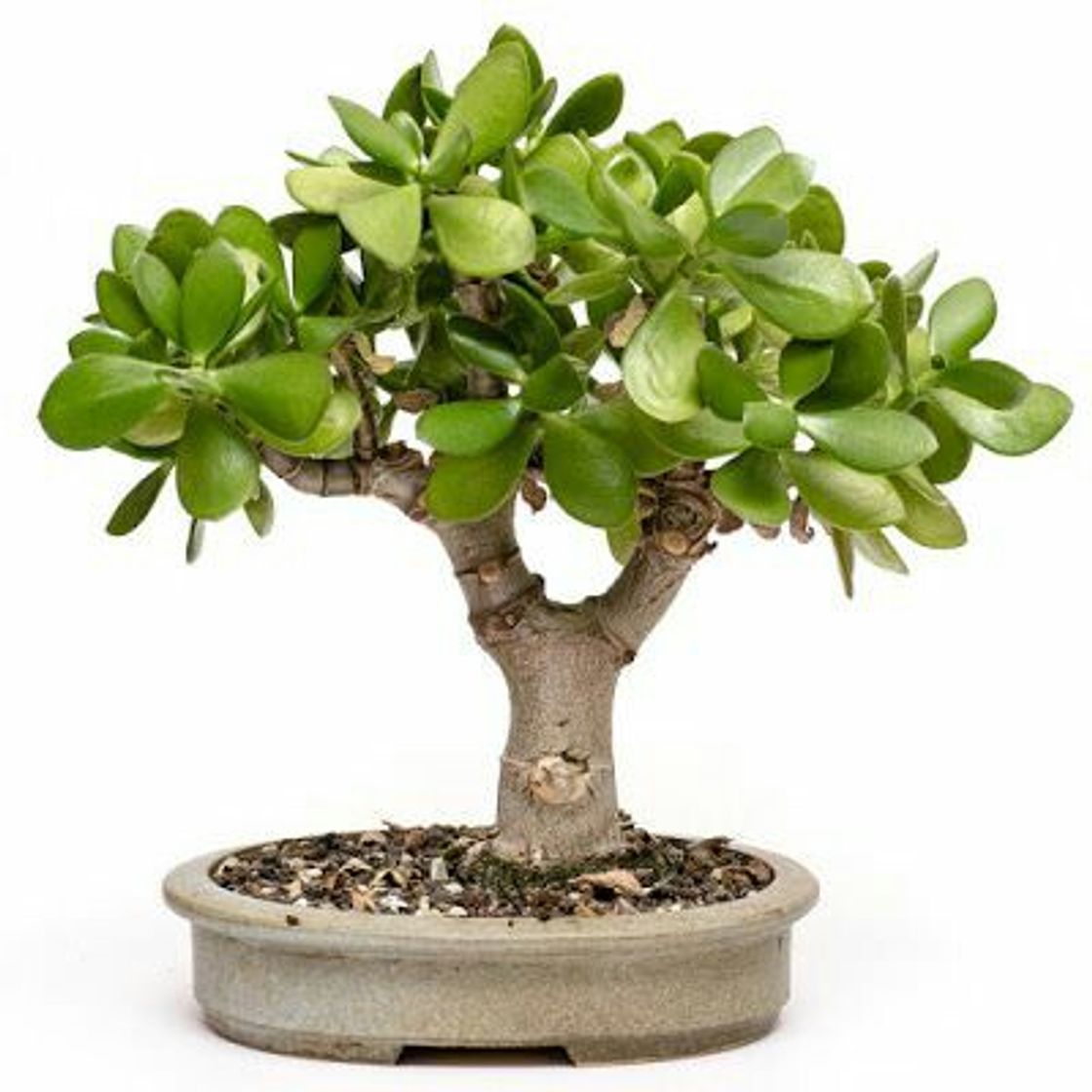 Fashion Crassula Ovata