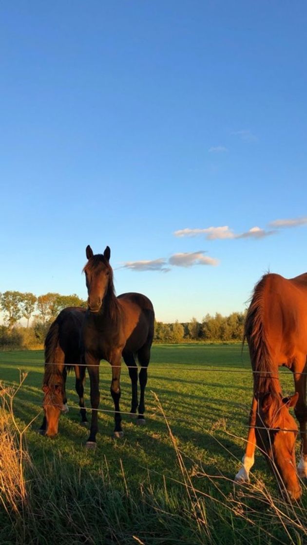 Moda 🐎