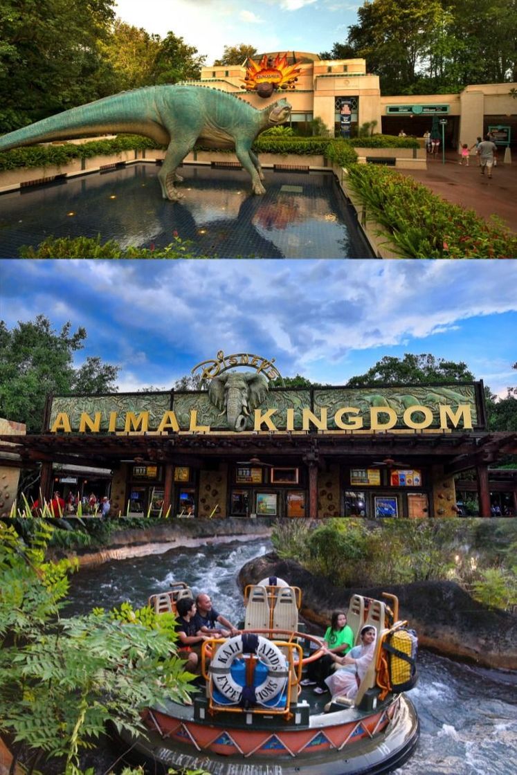 Lugar Animal Kingdom