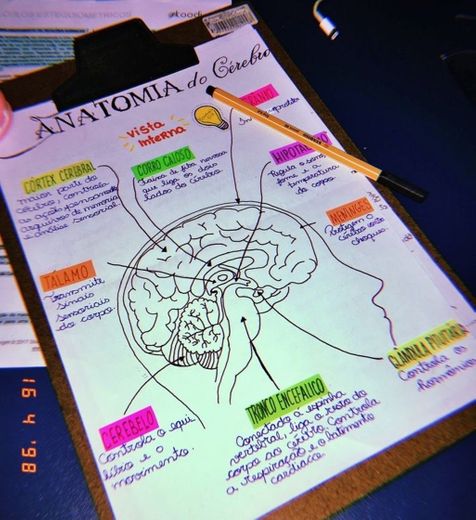 anatomia do cérebro 