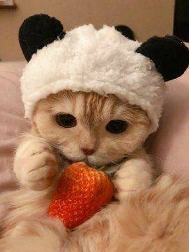 Cute Cat 😍😺