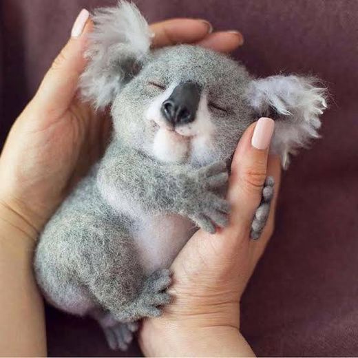 Cut cut 😍 Koala 🐨