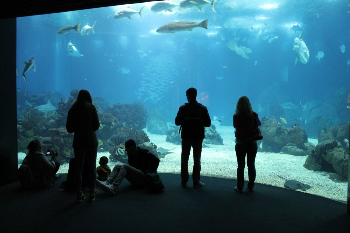 Lugar Oceanário de Lisboa