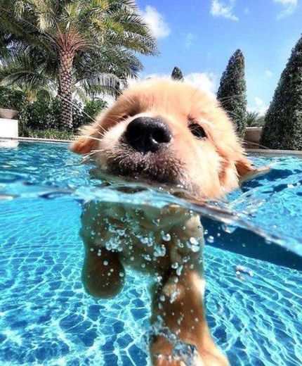 Cachorrinho nadando