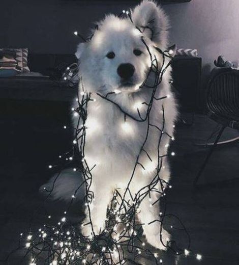 Cachorro que literalmente vai iluminar o seu dia