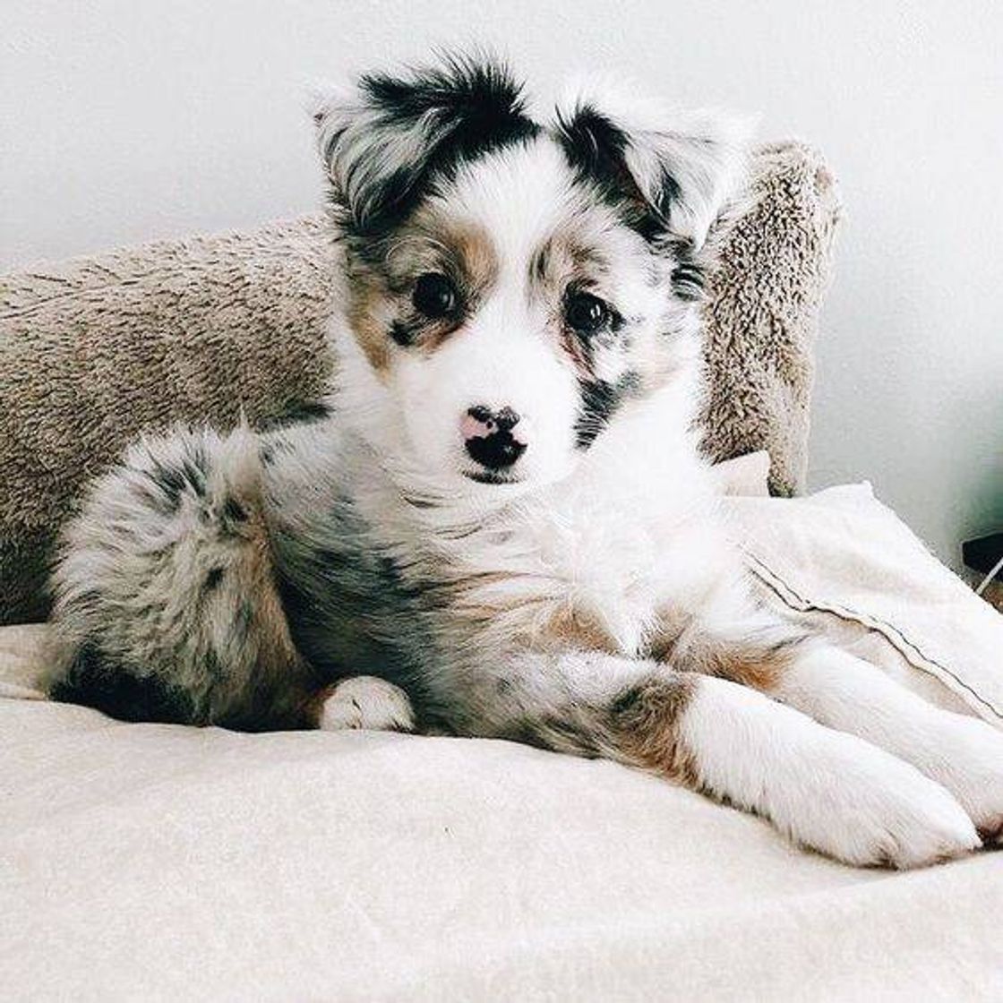 Moda Australian Shepherd 