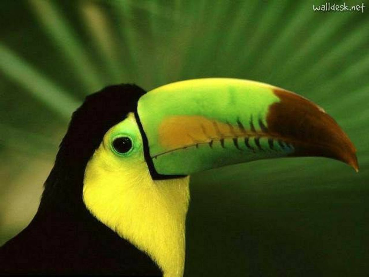 Moda Tucano de bico verde🇧🇷