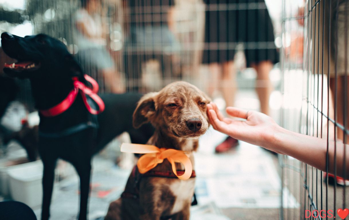 Social DOGS.❤️