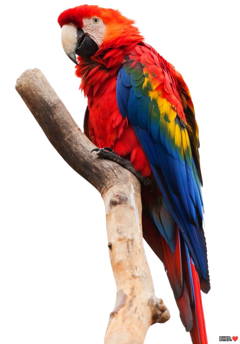 Social BIRDS.❤️🦜