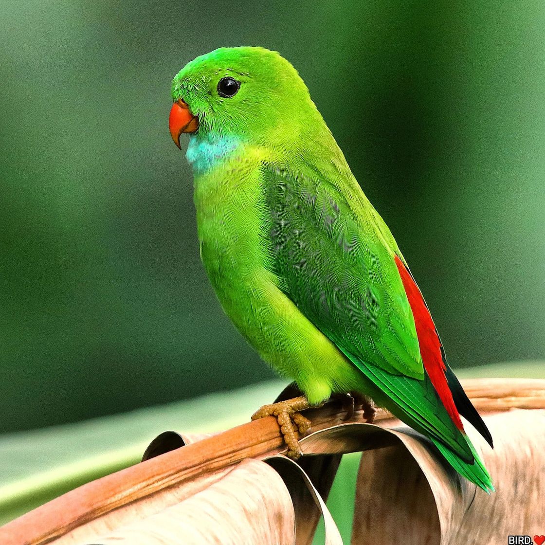 Social BIRDS.❤️🦜