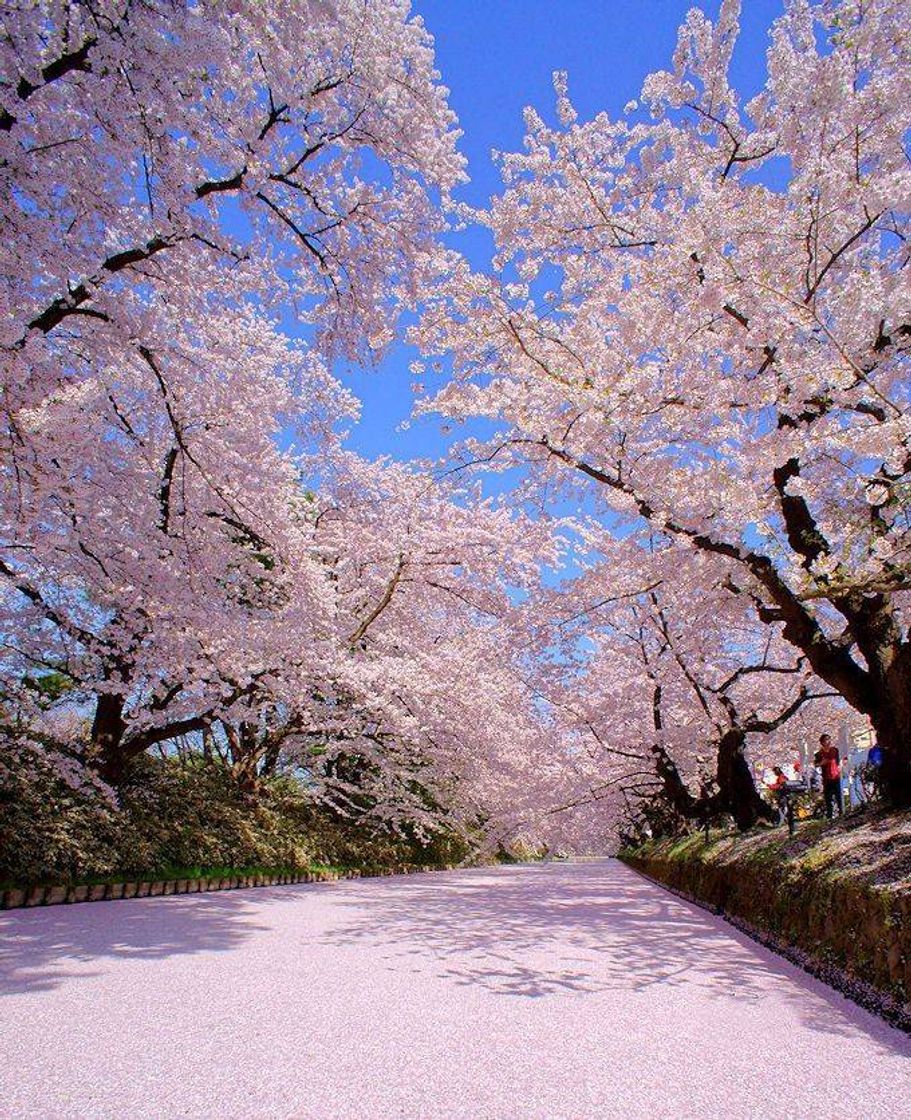 Fashion Rio de pétalas de Cerejeiras Hirosaki Park