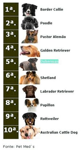 10 raças de cachorros mais inteligentes