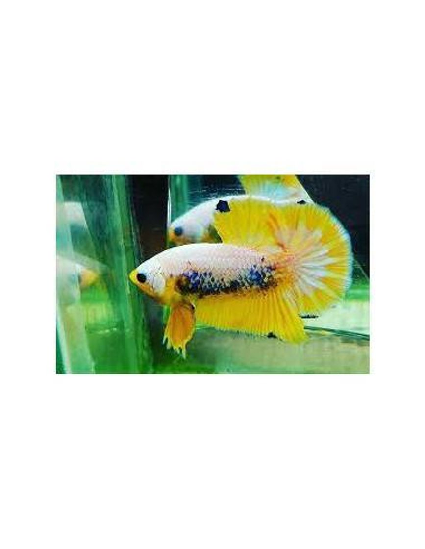 Fashion Betta Plakat Yellow Fancy