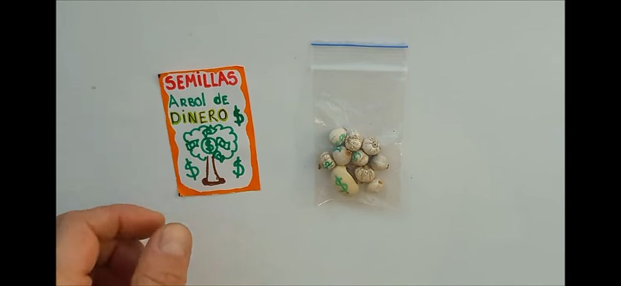 Moda Semillas de árbol de dinero 