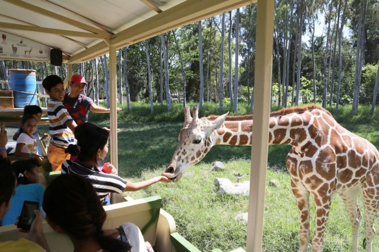 Lugar Zoológico Guadalajara