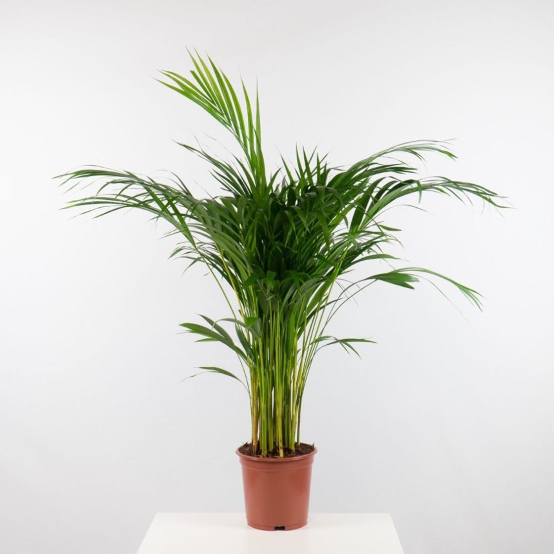 Social Areca bambu 