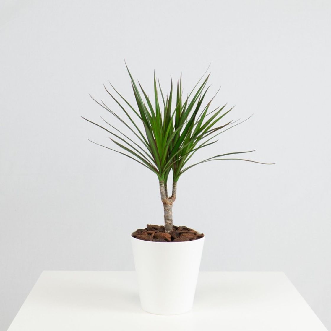 Productos Dracaena Marginata 