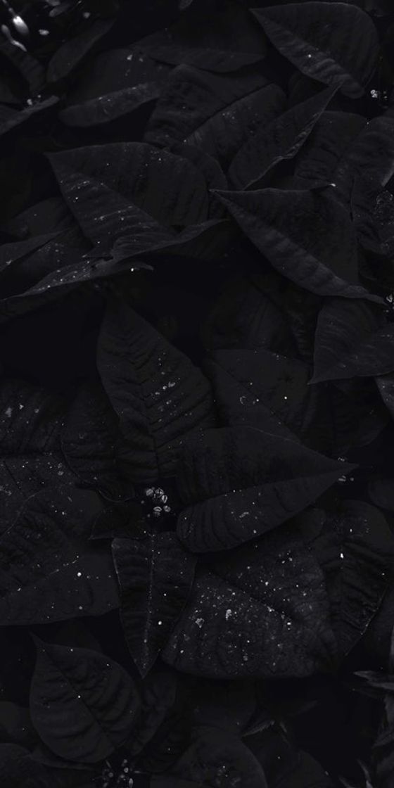 Black flowers