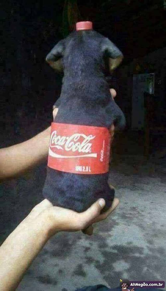 Moda Kkkk quer uma COCA COLA ....❤🐾 me segue...