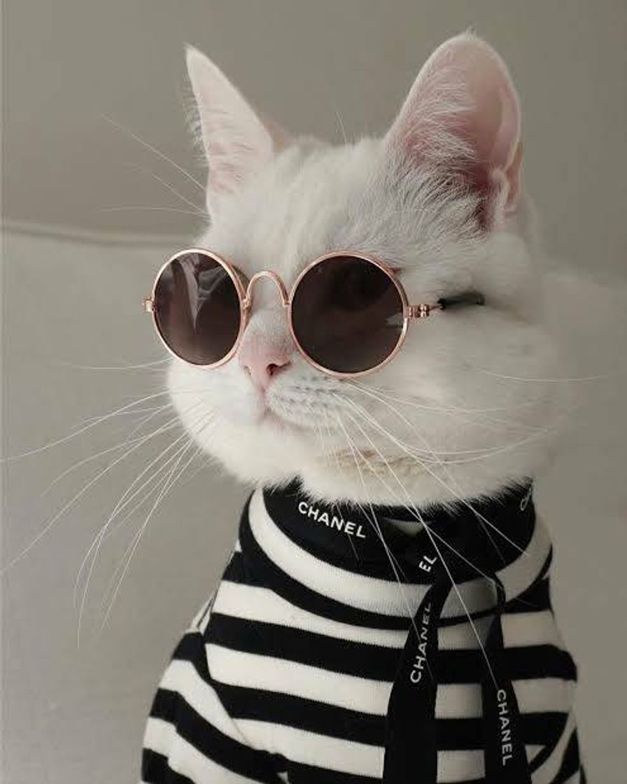 Fashion Gato