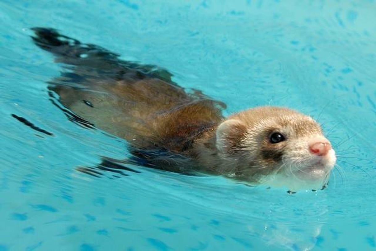 Moda Piscininha amor