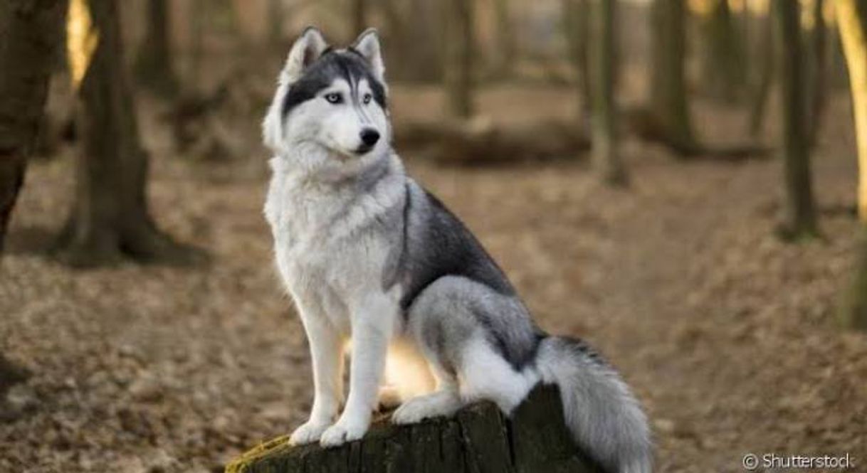 Moda Husky Siberiano