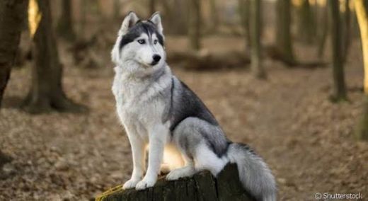 Husky Siberiano