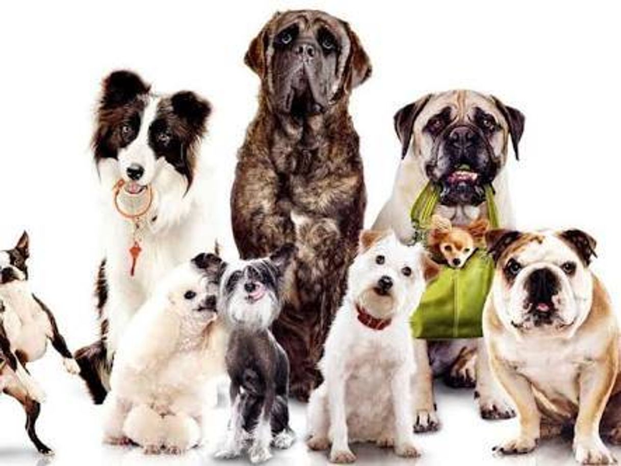Social  qual raça vcs preferem 🐕