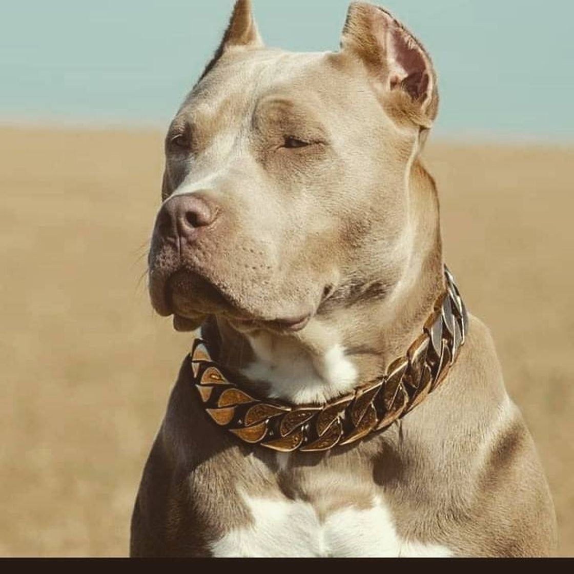 Social 🐕