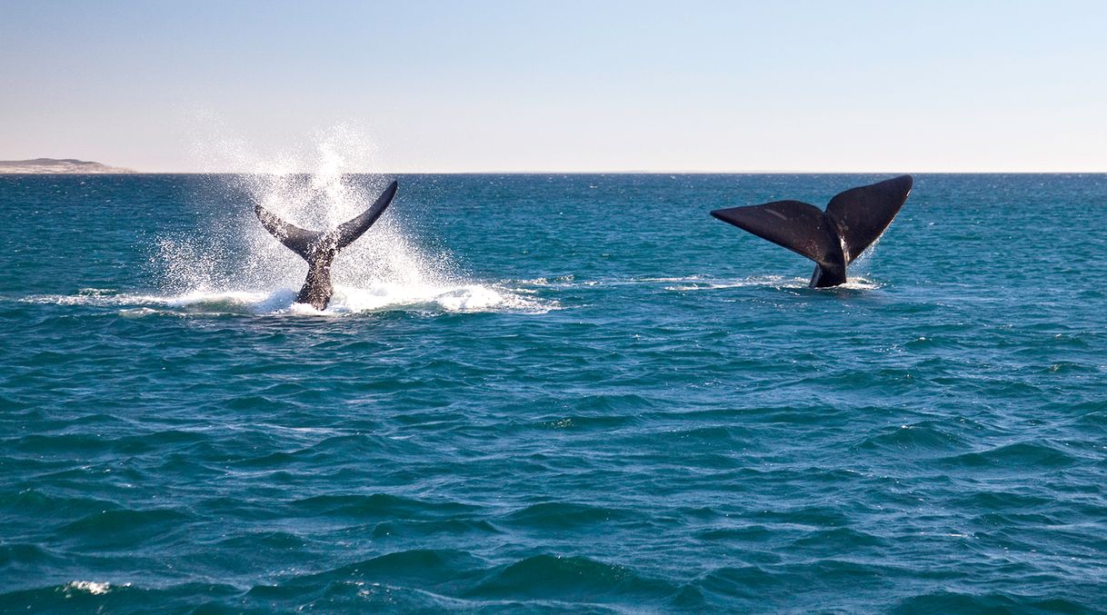 Lugar Puerto Madryn