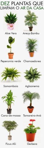 Plantinhas para o lar