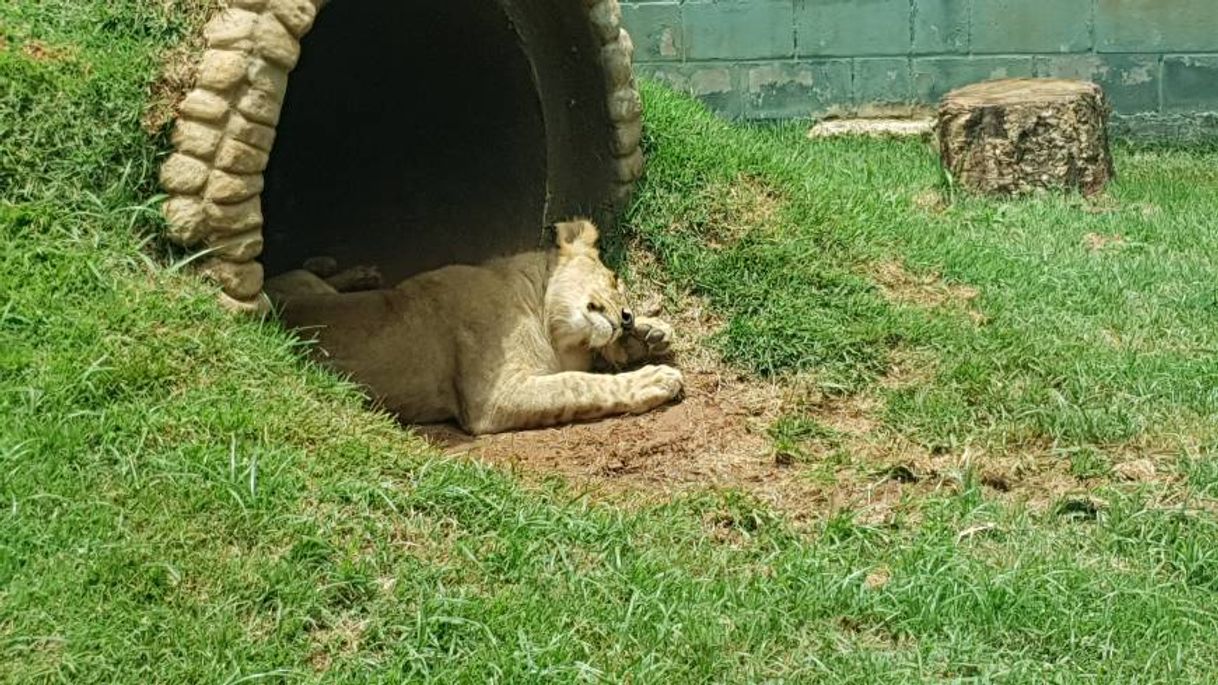 Moda Zoológico de Guarulhos