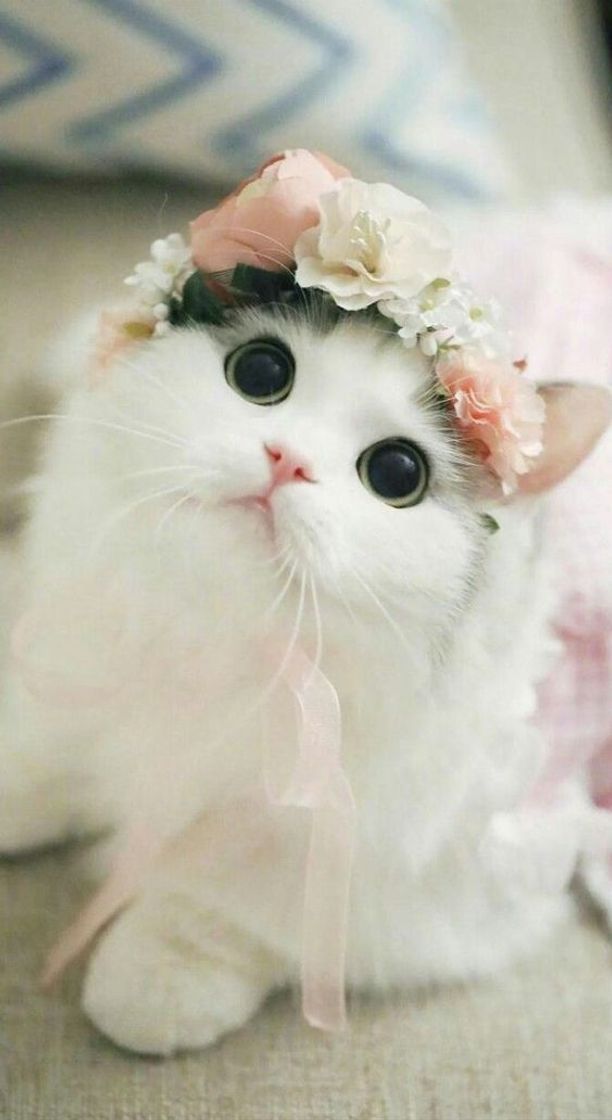 Moda Cute cats 