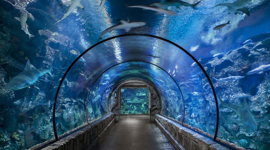 Lugar Shark Reef Aquarium at Mandalay Bay