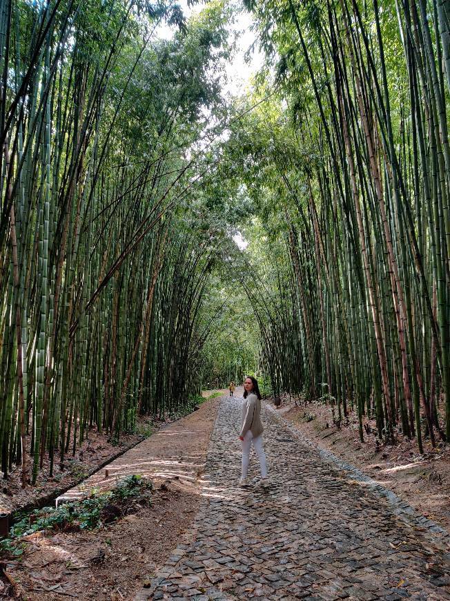 Lugar Jardim Botânico da Universidade de Coimbra