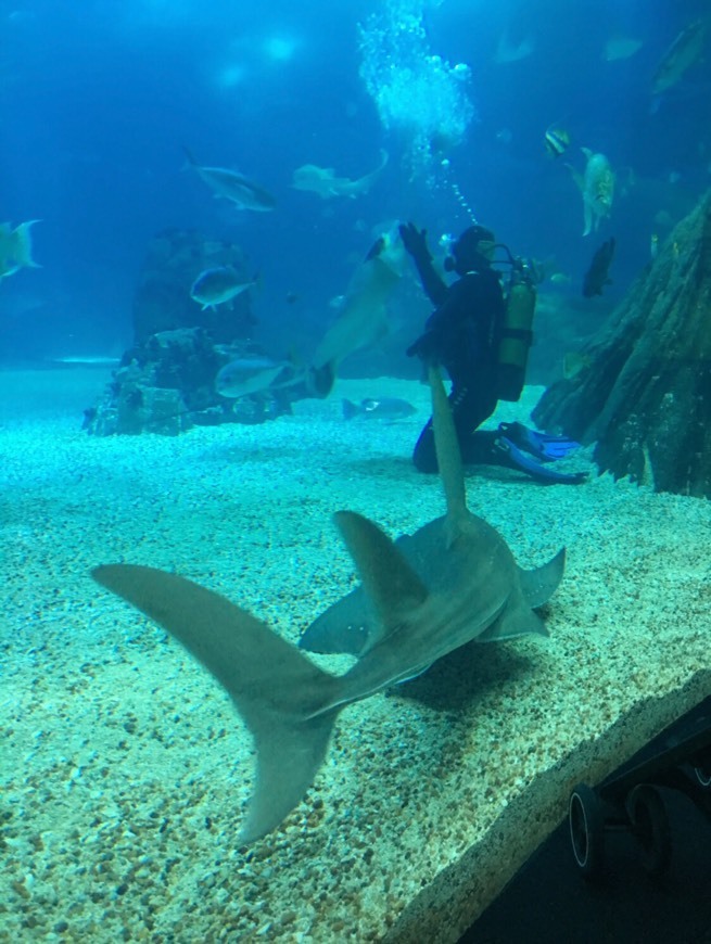 Oceanario de Lisboa