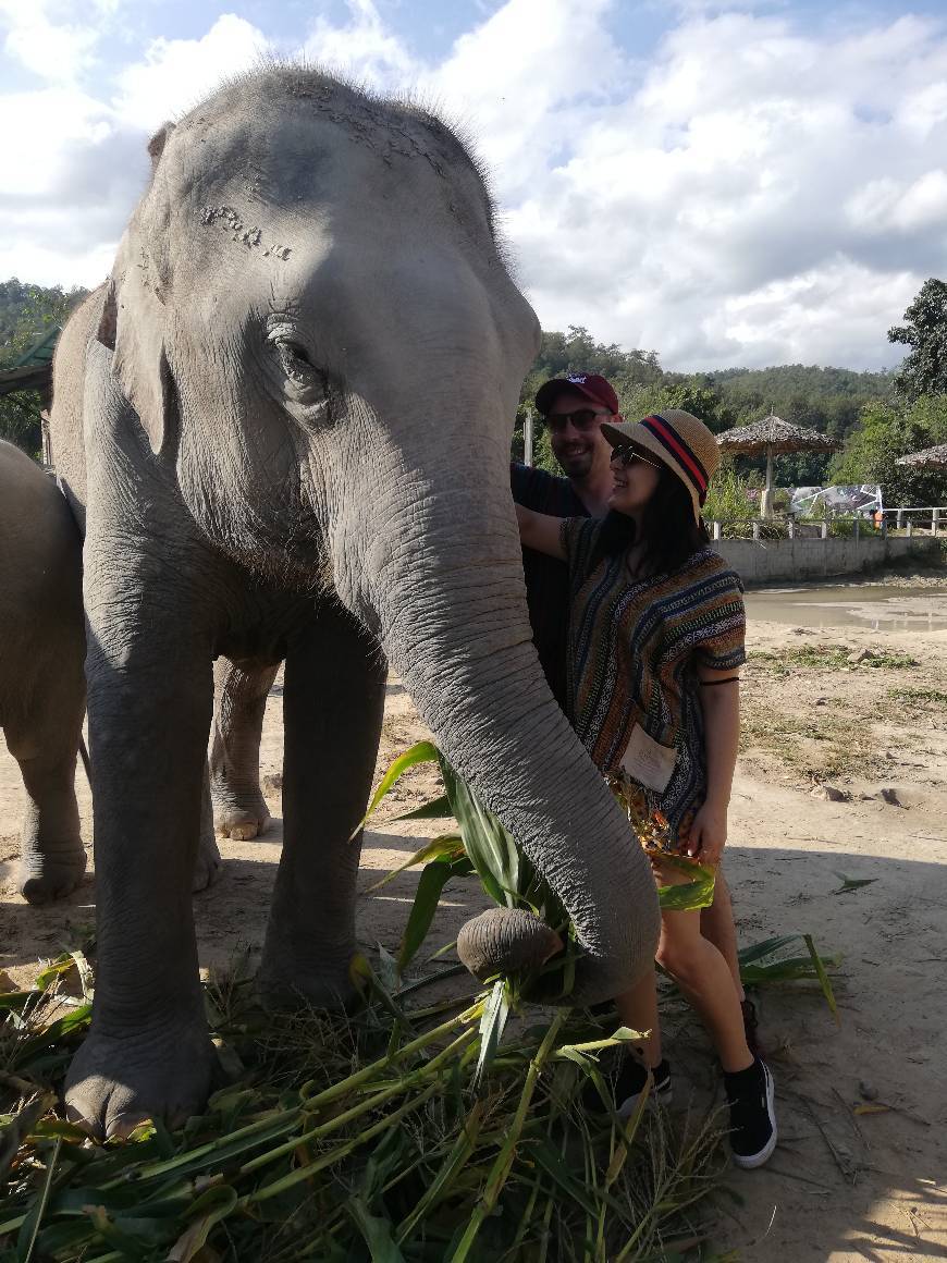 Lugar Elephant Jungle Sanctuary