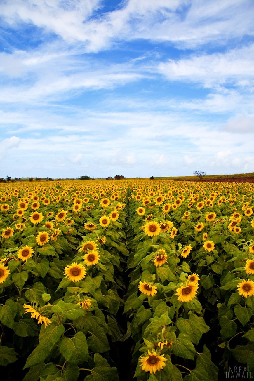 Lugar Waialua Sunflowers Farm