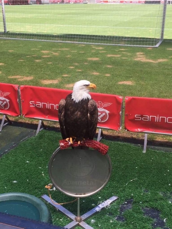 Lugar Benfica