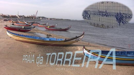 Torreira