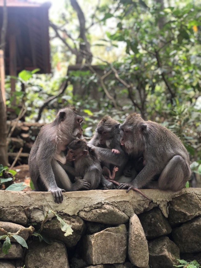 Place Sacred Monkey Forest Sanctuary