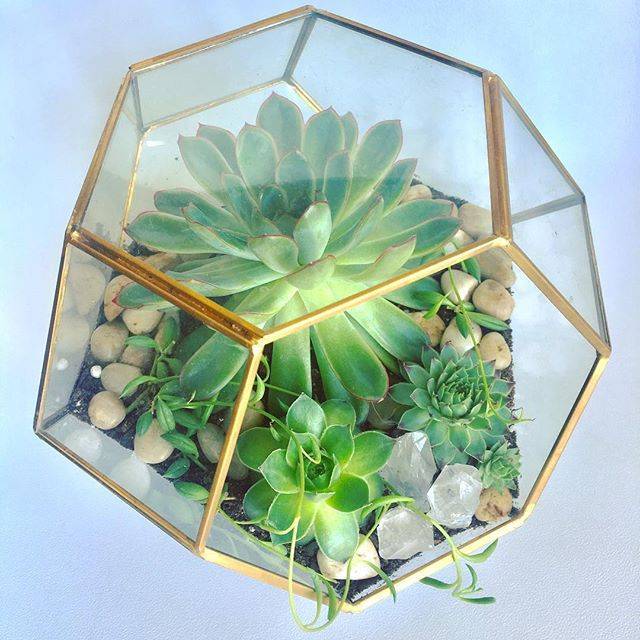 Product Hexagonal terrarium with succulents 