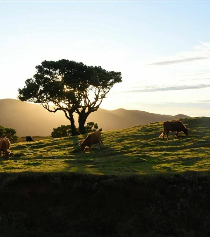 Lugar Posto Florestal Fanal