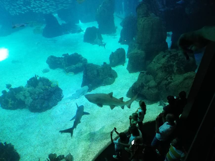 Place Oceanário de Lisboa