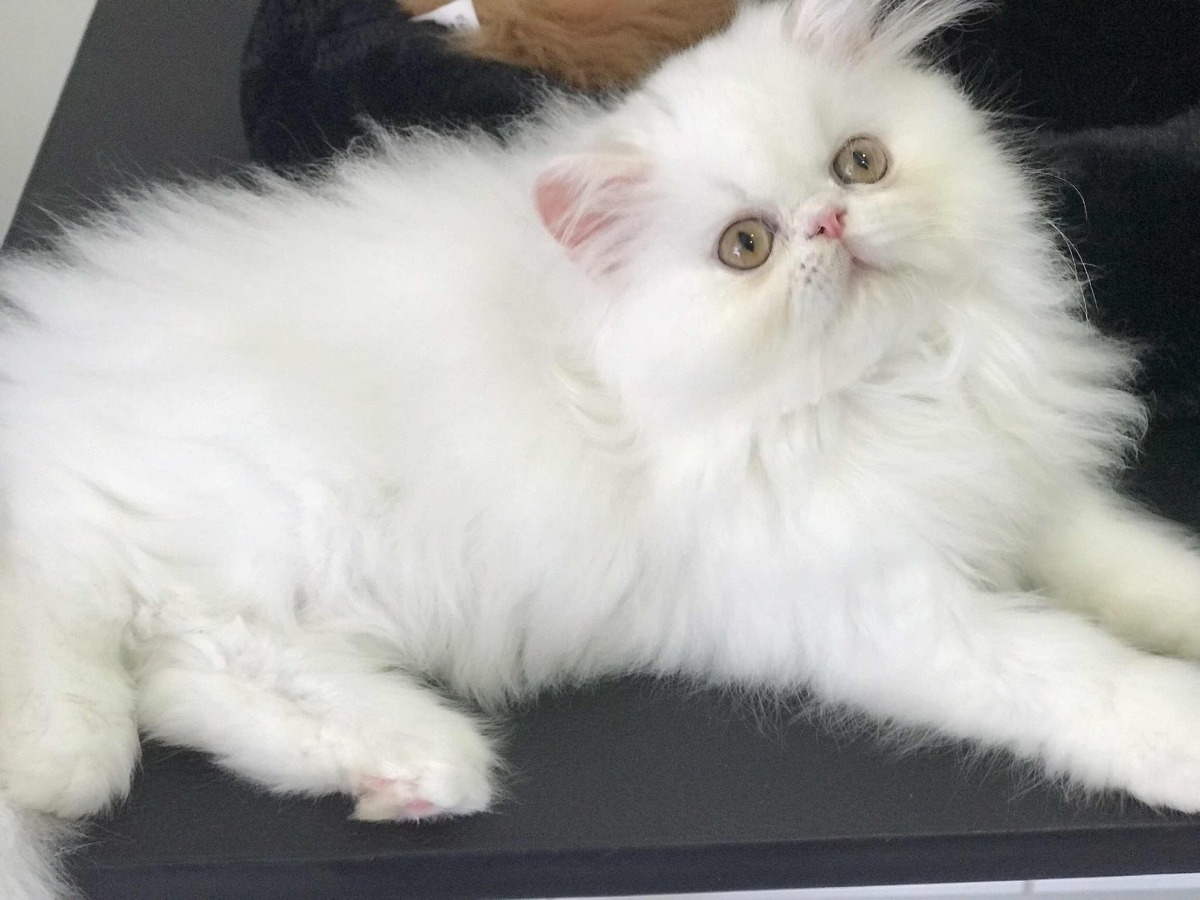 Social Gato Persa