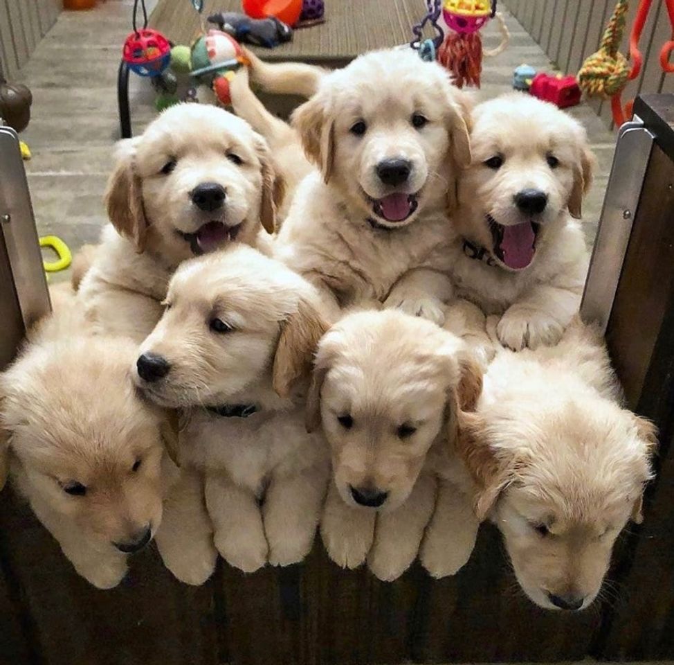Social b r o t h e r s 